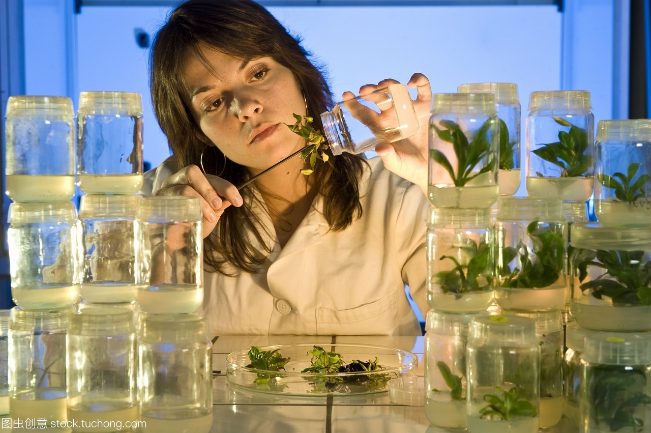 植物遗传学研究 猪笼草（Nepenthes）基因改造与重组蛋白生产