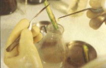 植物凝集素的研究进展